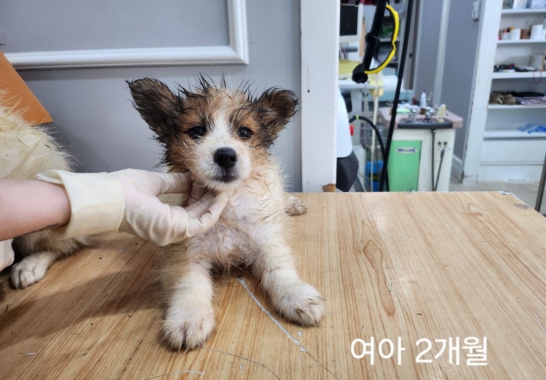 믹스견 이미지 파일 입니다.